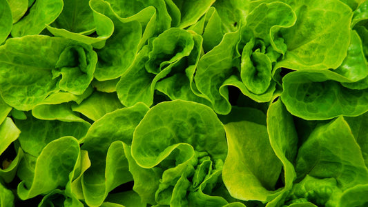 What to Look For in a Super Greens Powder Supplement